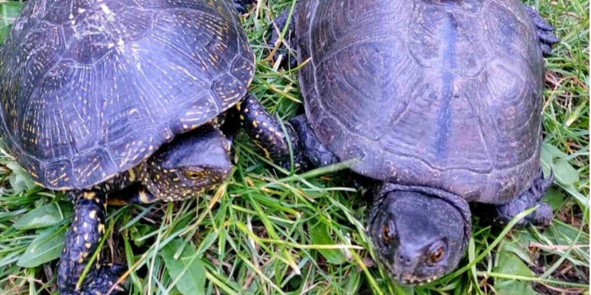 Rescued turtles (Photo: Odessa Zoo)