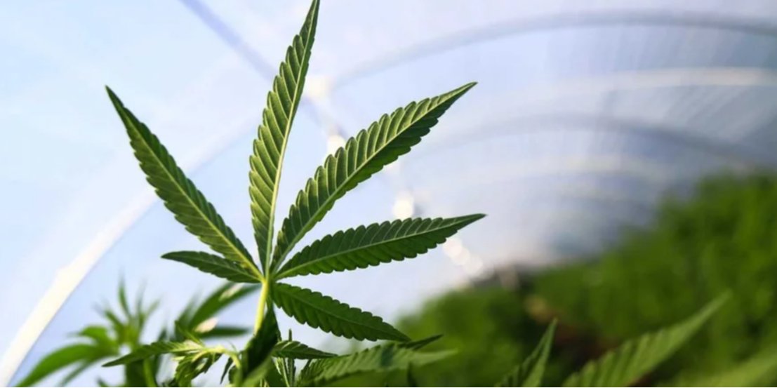 The Verkhovna Rada Committee on National Health recommended the draft law on medical cannabis for the second reading (Photo: REUTERS/Matias Baglietto)