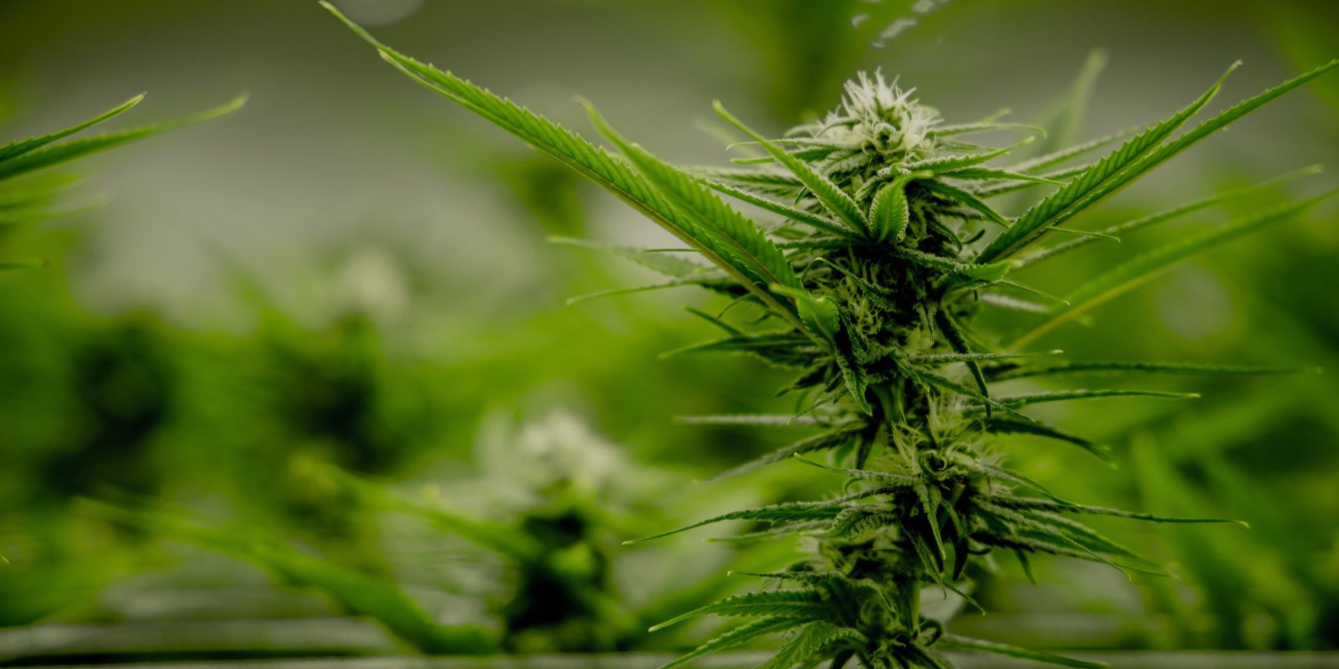 Doctor explains why legalization of medical cannabis is important for Ukraine (Photo: @Ryan Lange/Unsplash)