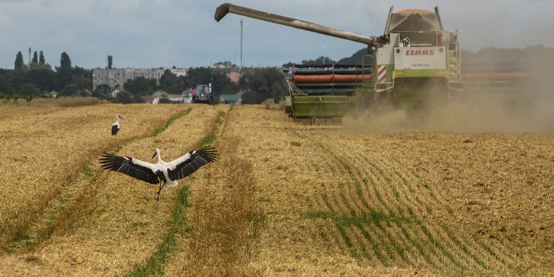 Harvesting in the Kyiv region (Photo: REUTERS/Viacheslav Musiienko)
