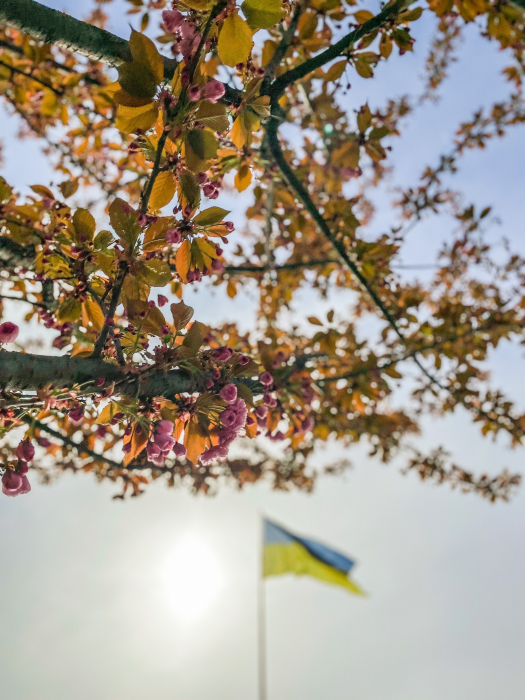 Цветение сакуры в Мукачево. (Фото: Мукачевский городской совет)