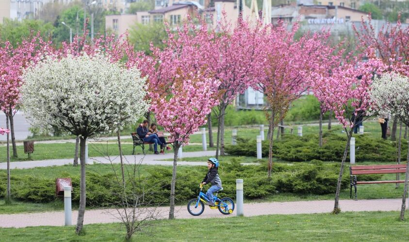 Сакуры во Львове (Фото: Львовский городской совет)
