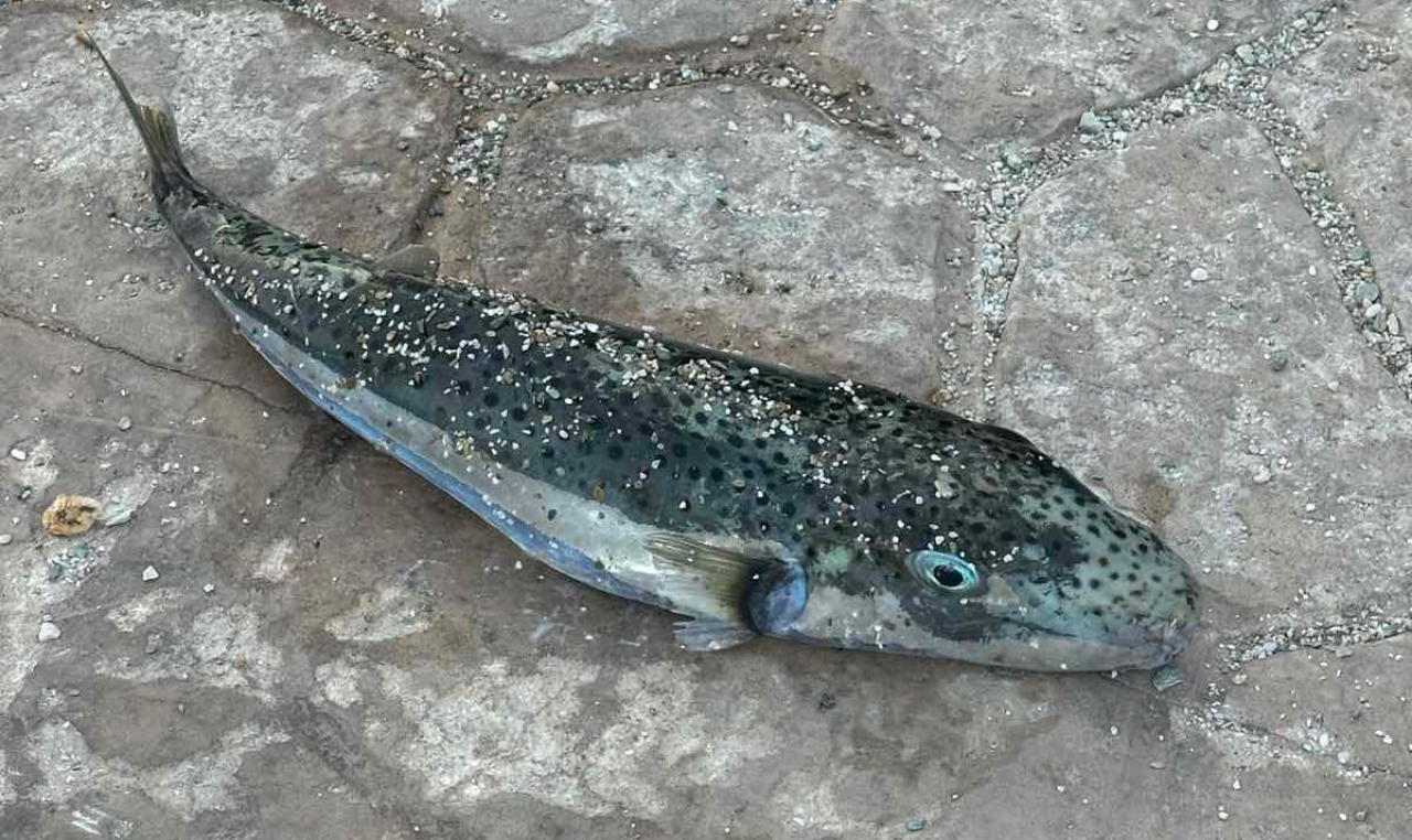 Заячоголова риба-куля виду Lagocephalus sceleratus (Фото: neakriti.gr)