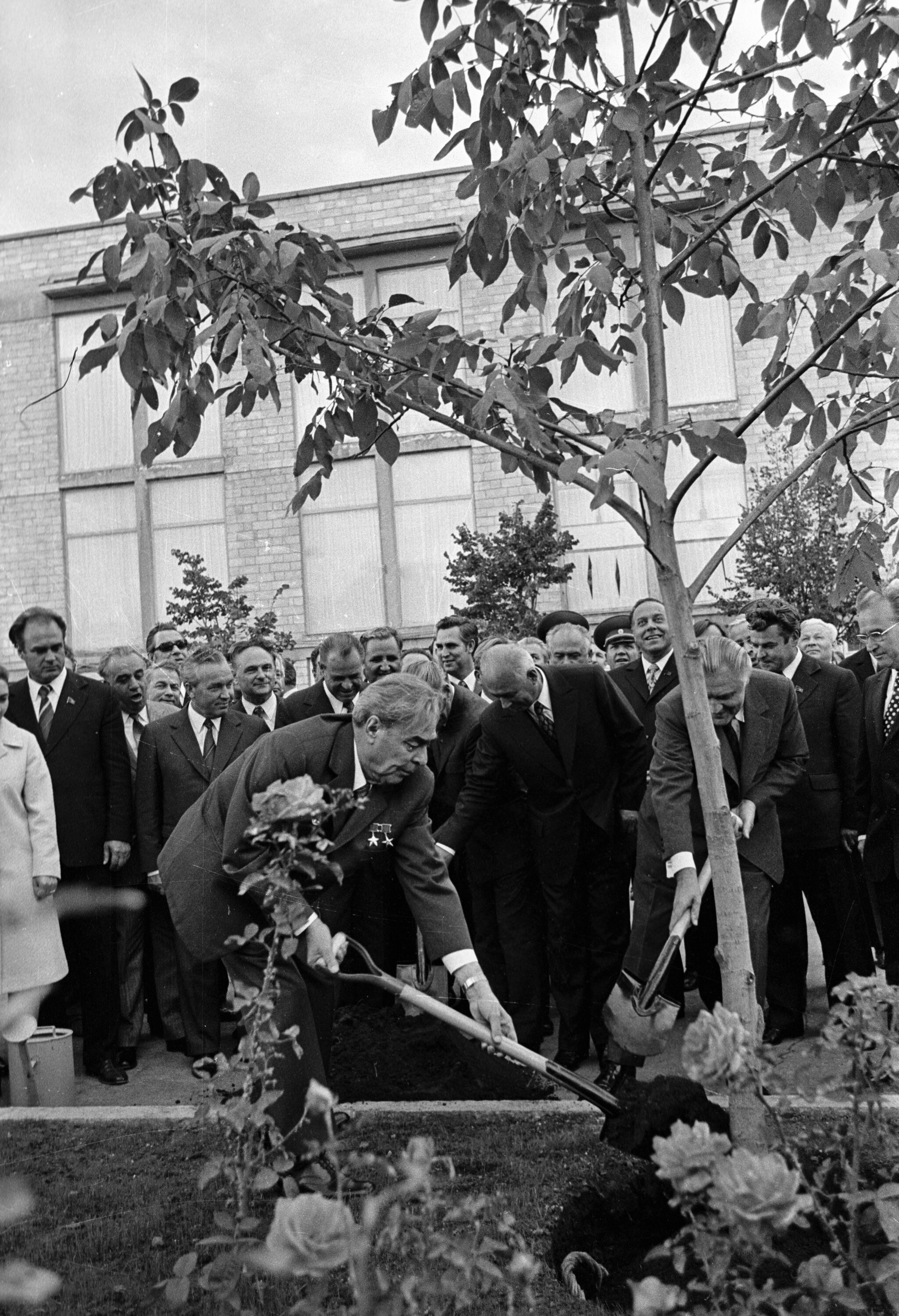 Леонід Брежнєв (у&nbsp;центрі) і Володимир Щербицький (правіше) садять дерево під час святкування 50-річчя Молдавської РСР, 1974 рік (Фото: EastNews)